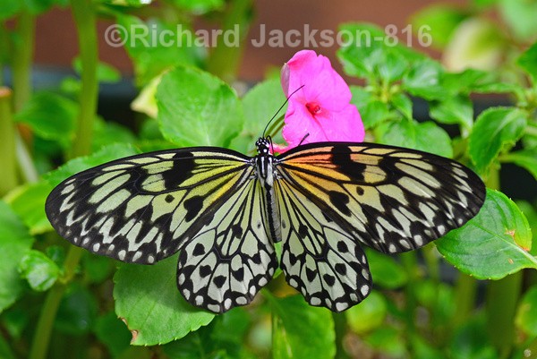 Paper Kite Butterfly - Butterfly Gallery