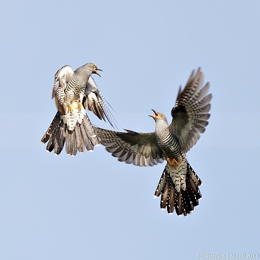 Cuckoos (Cuculus canorus) fighting - Cuckoo (Cuculus canorus)