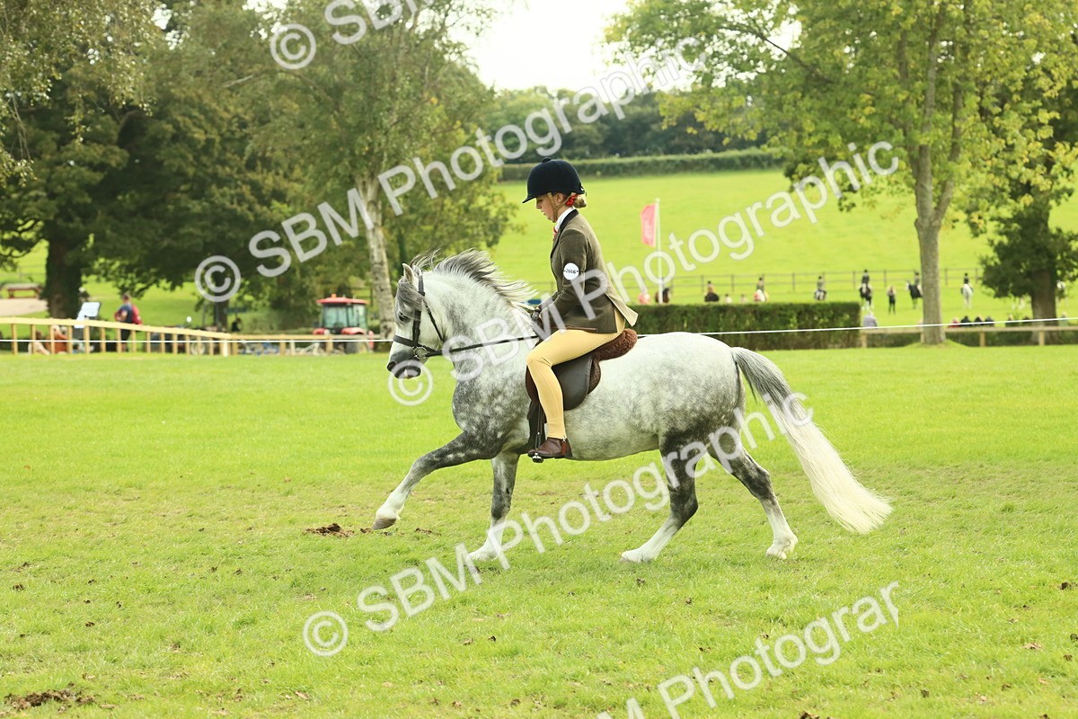 SBM_69863 - S59 - Mountain & Moorland Ridden Small Breeds