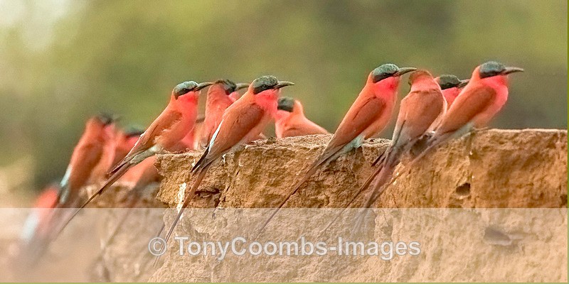 Carmine Bee-eater - Mana Pools ~ The Birds