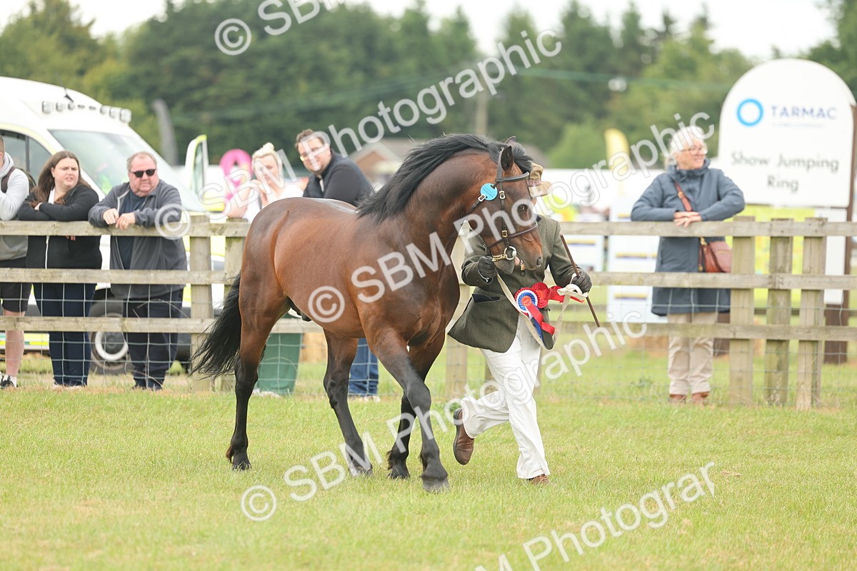 SBM_05038 - Class 50-57 - M&M Welsh Pony In Hand