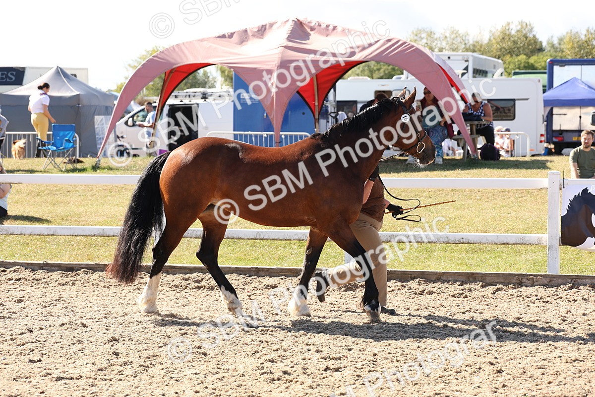 SBM_13914 - Class 205 - IH Show Pony - Show Hunter Pony