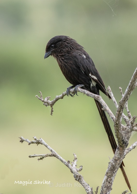  - South Africa Birds and Mammals