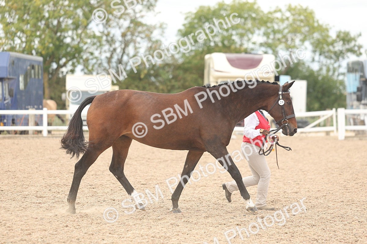SBM_17033 - Class 312 - IH Competition Horse-Pony