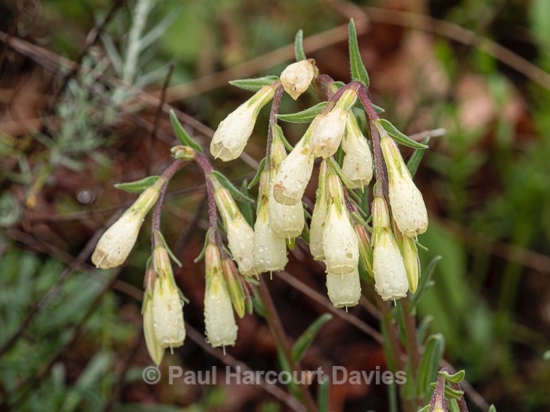 Golden drop (Onosma echioides) - Wild Flowers - 1