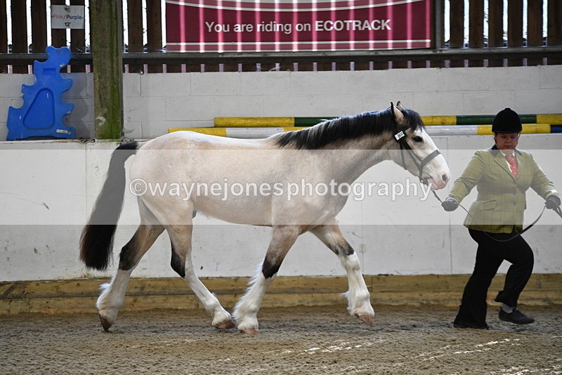 WJ5_3450 - Class 1 Youngstock