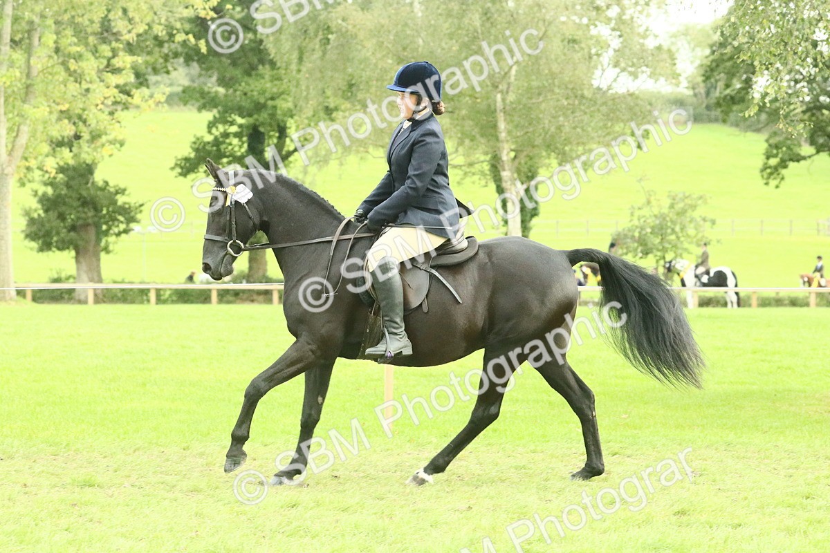 SBM_74109 - S 61 - Show Pony & Show Hunter Pony Ridden