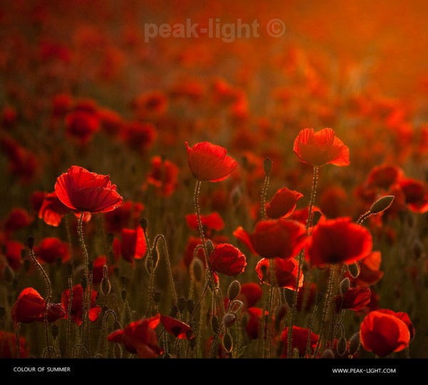 Colour of Summer - Lucky Dip