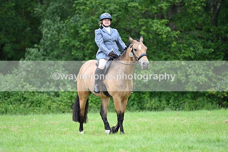 WJ7_4290 - Class 14A Handsome Gelding