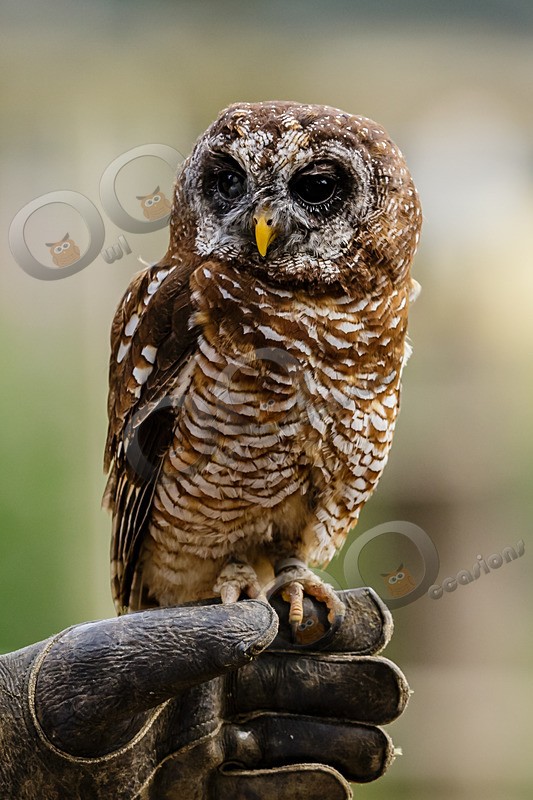chaco owl Strix chacoensis-7832 - Owls of the World