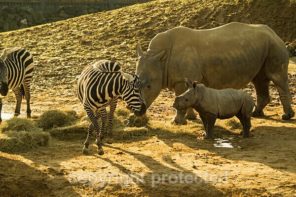White Rhinos - Emily and Lotti meeting zebras - African Wildlife