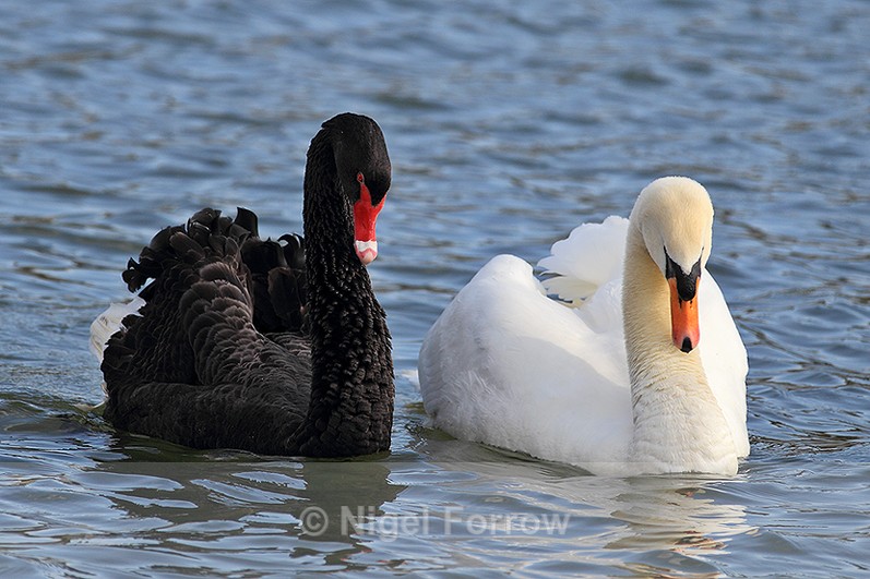 Black Swan & Mute Swan swimming together on the moat at Leeds Castle - Black Swan