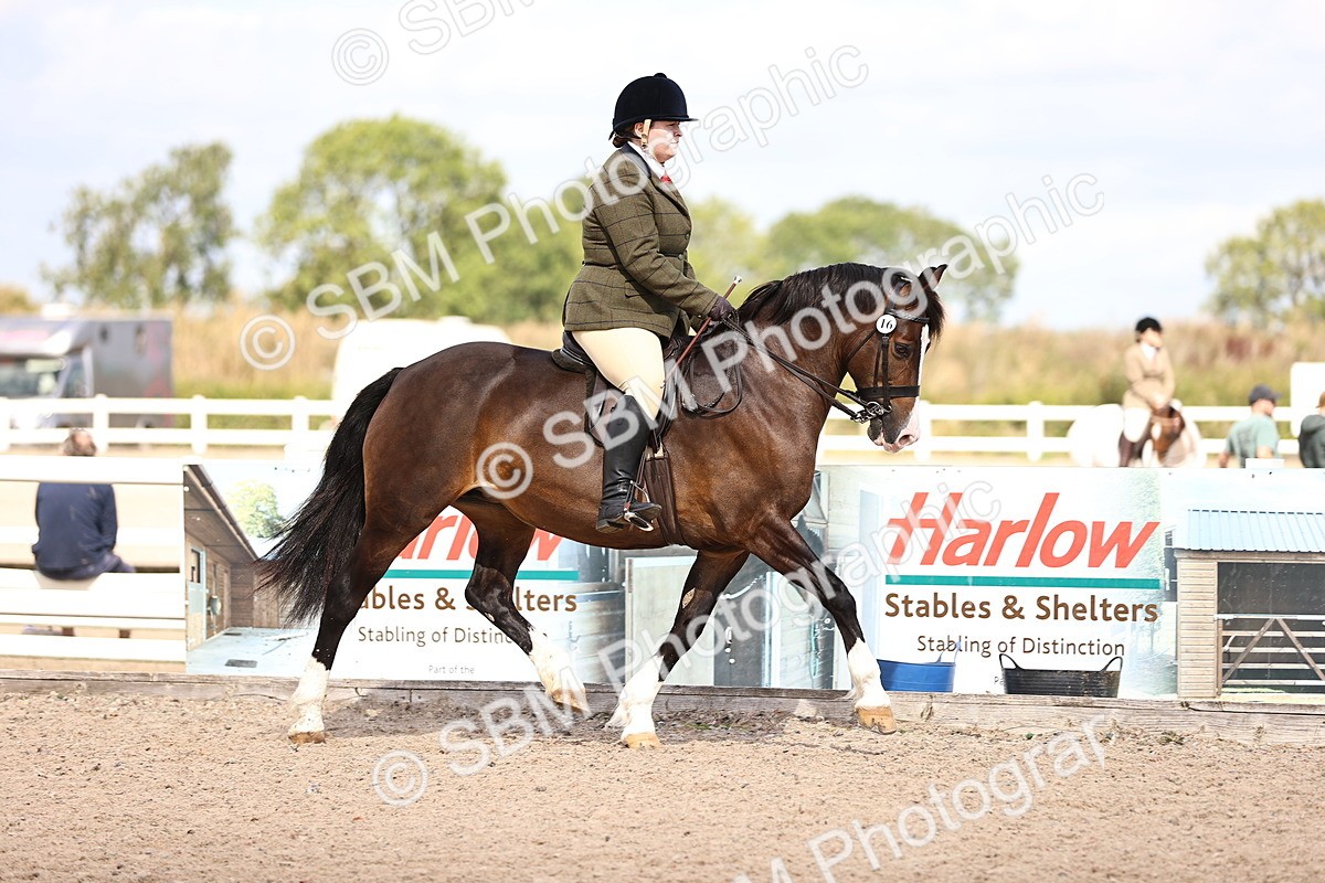 SBM_14283 - Class 411 - Prettiest Mare (IH OR Ridden) Adult