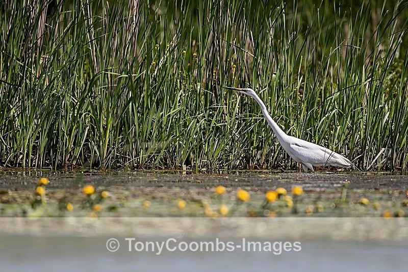 Great White Egret - Danube Delta
