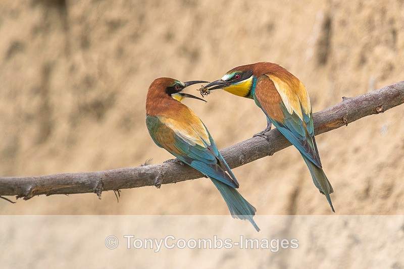 Bee-Eater - Macin National Park