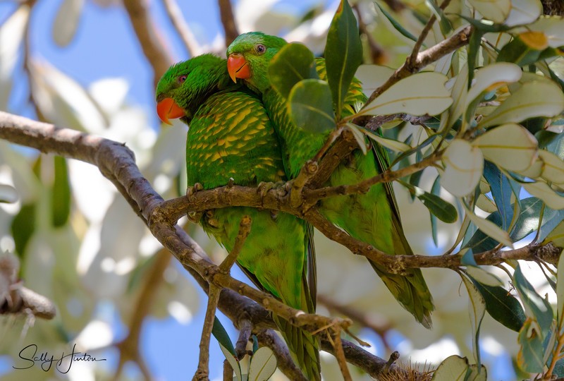 Greeny Pair 1