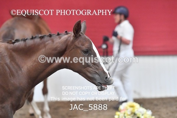 JAC_5888 - 11 Pandora of Westoak