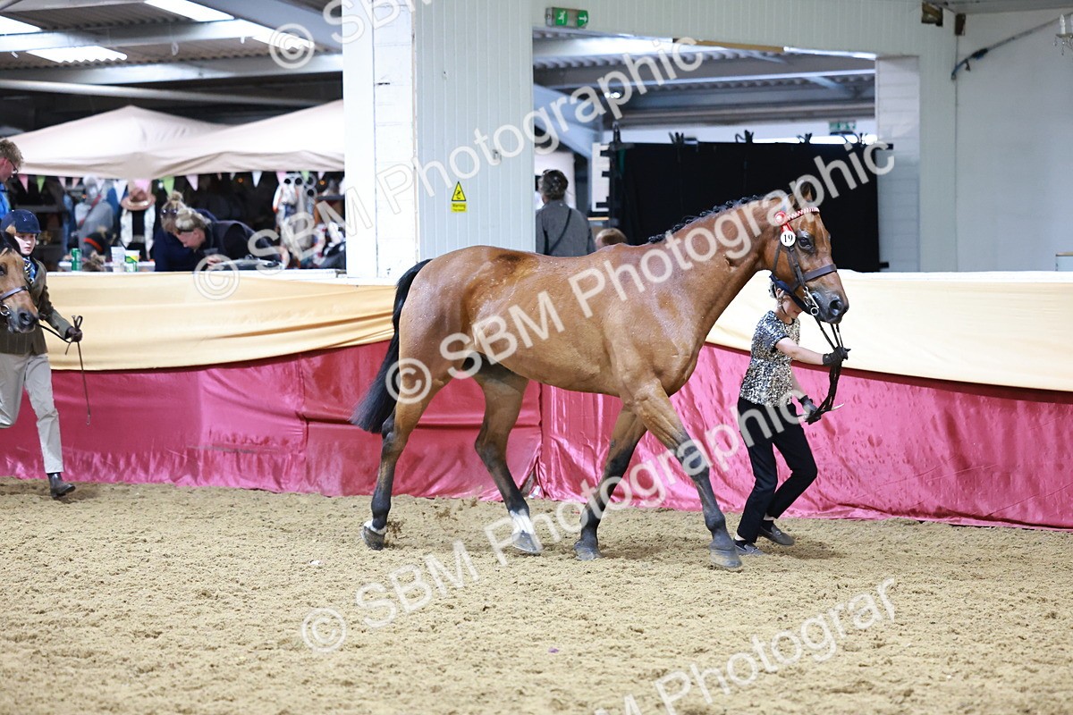 SBM_20003 - Class B - Junior Champ 11yr to 16 Years