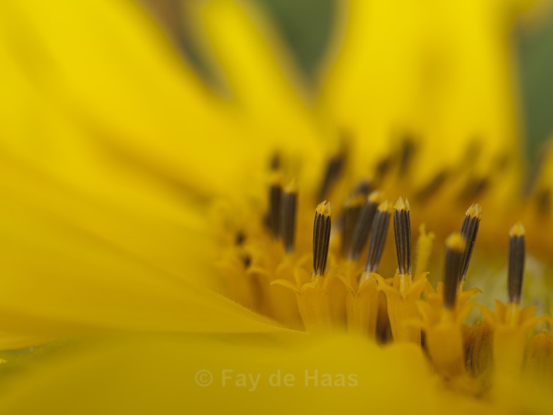  - The Glow of Summer