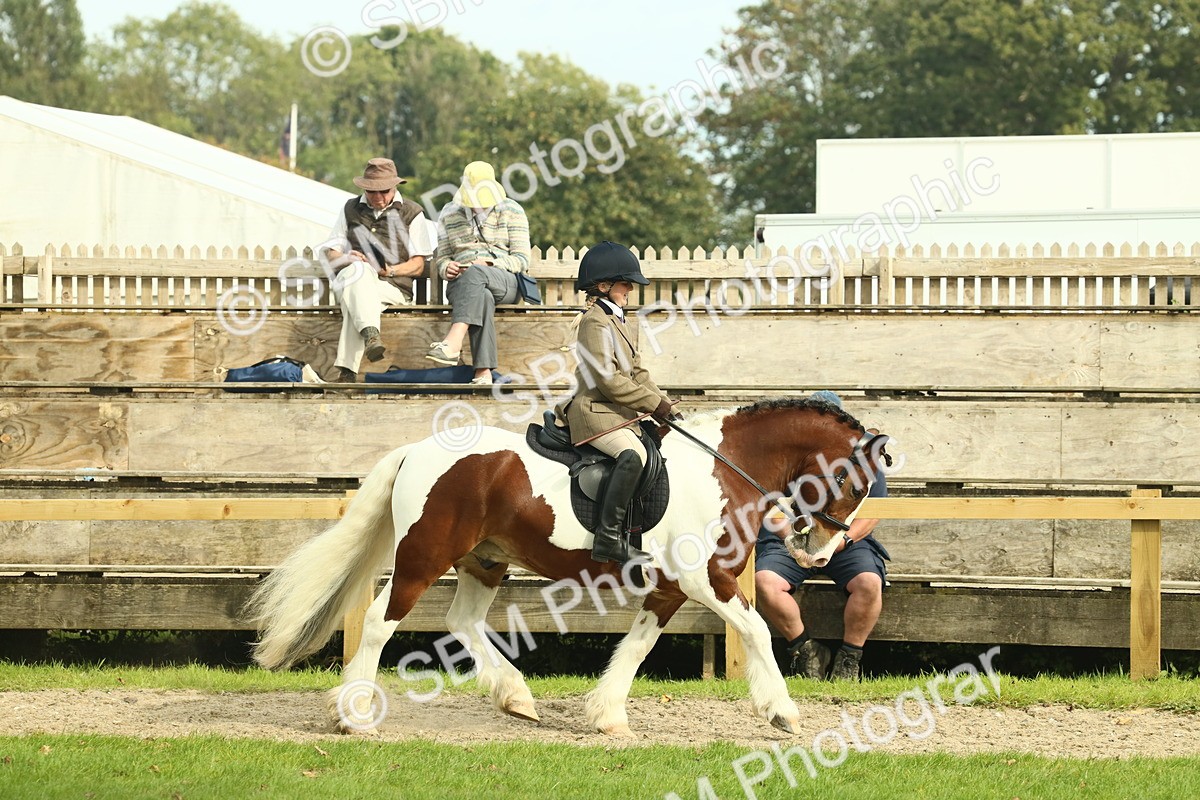 SBM_68192 - S58 - Mini Show Cob Ridden