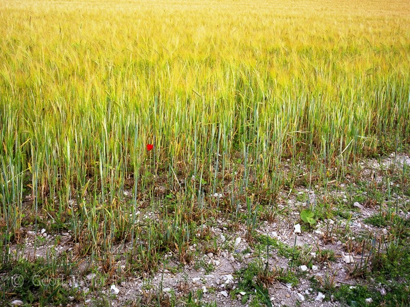 Barley field - A Rural Landscape