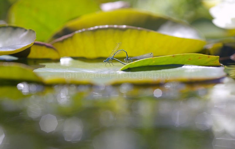  - Insects & Snails, Great Britain