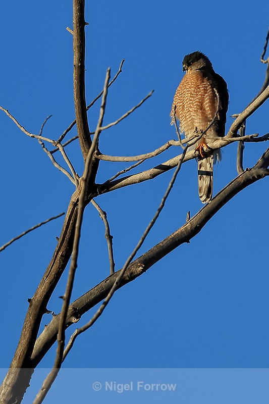 Cooper's Hawk, Bosque del Apache, New Mexico - Cooper's Hawk