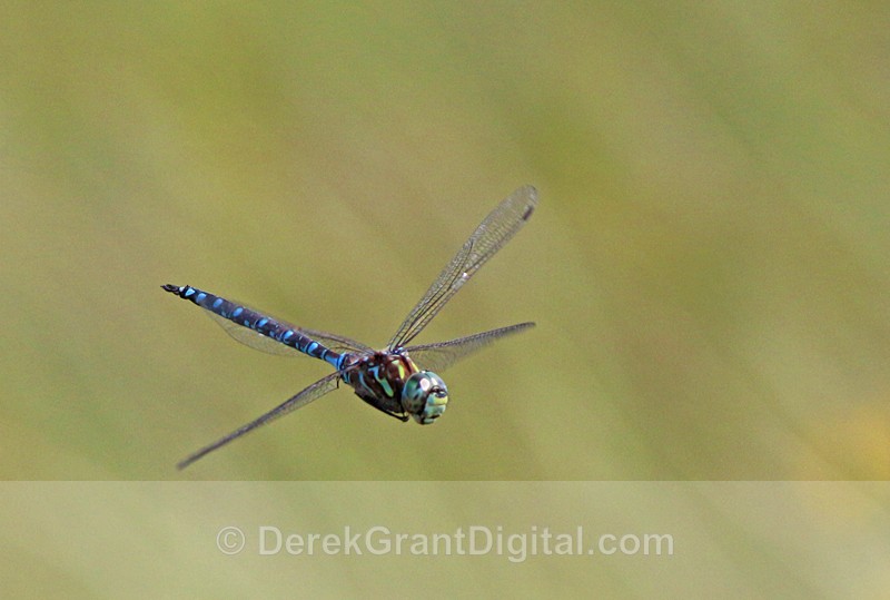 Aeshna canadensis - Dragonflies of Atlantic Canada
