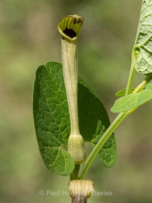 Pale Birthwort (Aristolochia pallida) - Flower Portraits