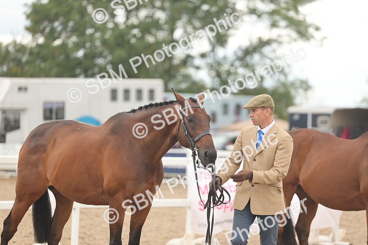 SBM_17132 - Class 313 - IH Retired Racehorse