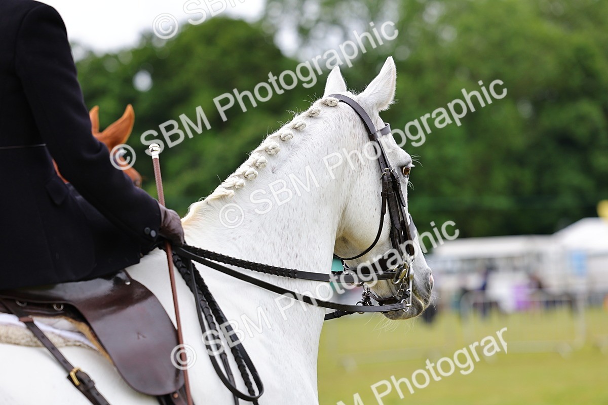 SBM_02772 - Class 9-11 Side Saddle including LIHS Rising Star Ladies Show Horse