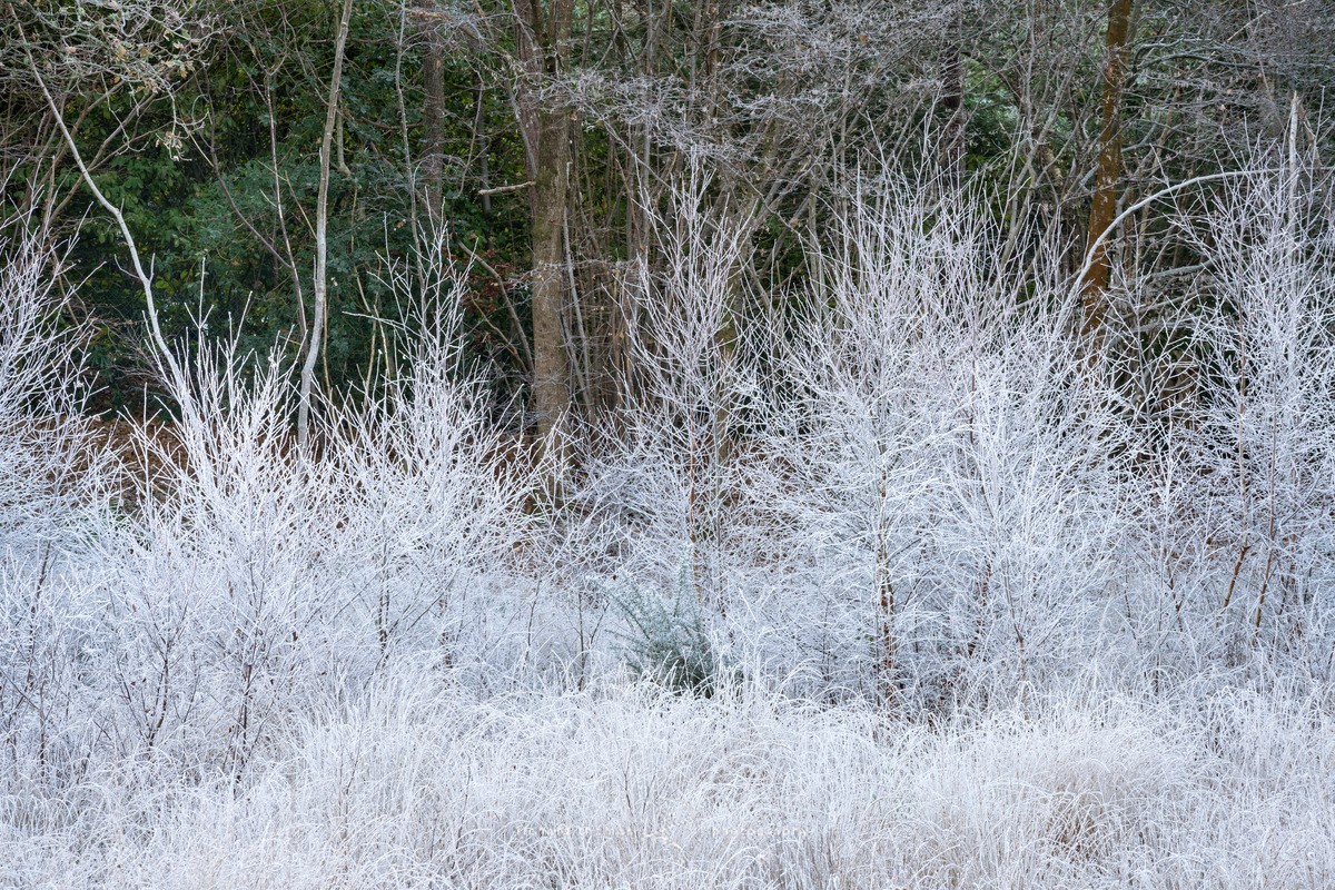 Frozen fringe - Frensham