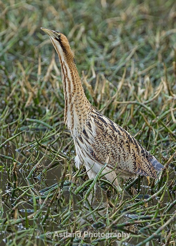 Astland Photography, Bird and Wildlife Images, Susan and Peter Wilson, U.K.