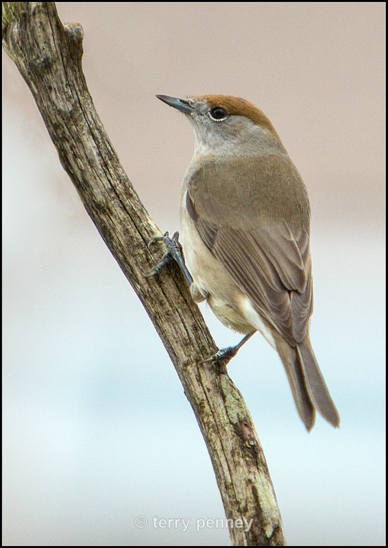 Blackcap - female - Birds