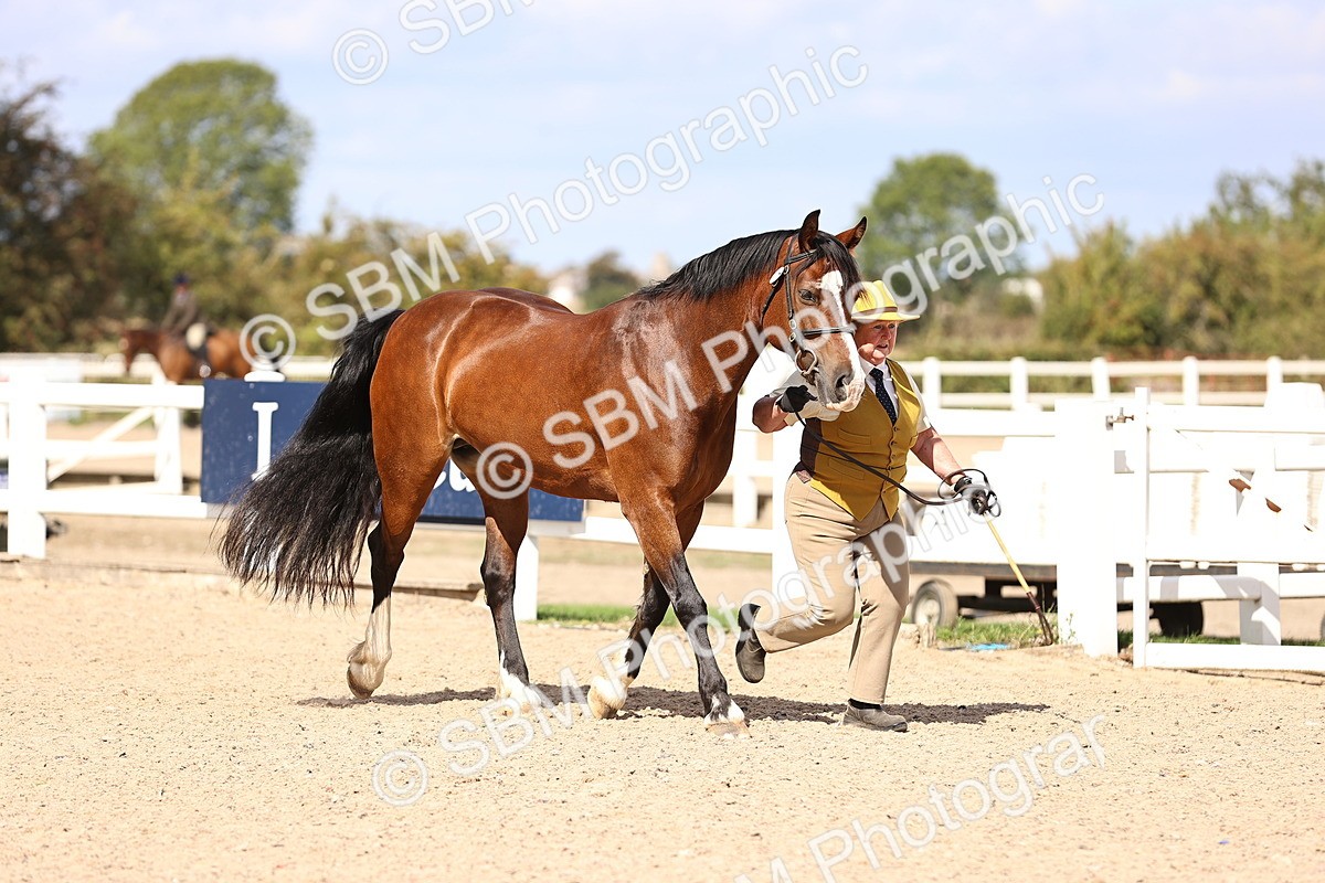 SBM_14254 - Class 411 - Prettiest Mare (IH OR Ridden) Adult