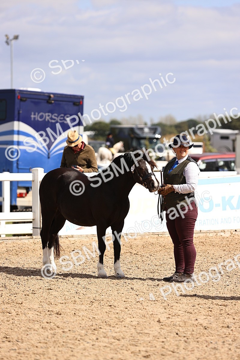SBM_14298 - Class 411 - Prettiest Mare (IH OR Ridden) Adult
