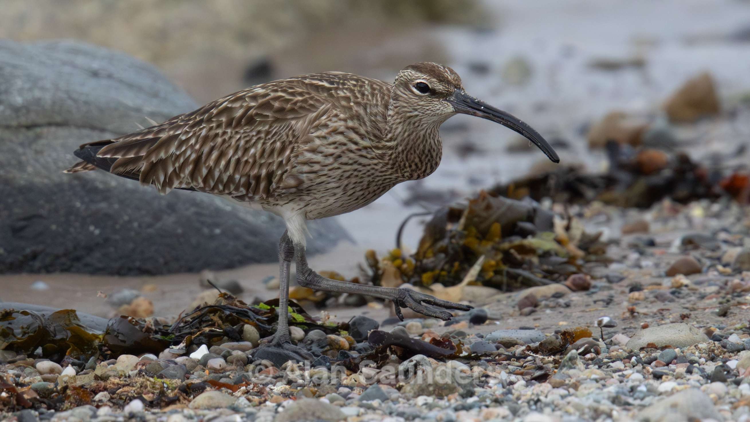 Eurasian Whimbrel 8
