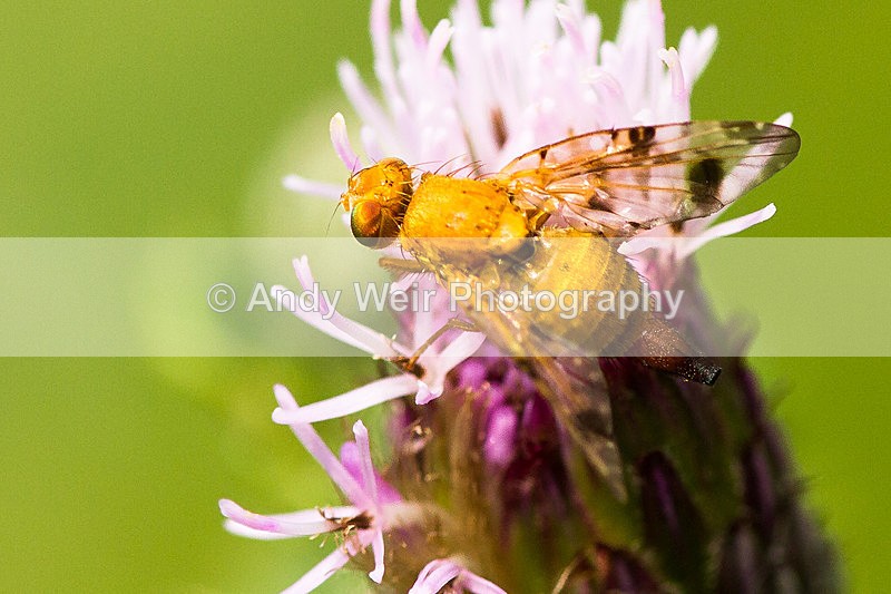 20130825-_MG_5425 - Insects