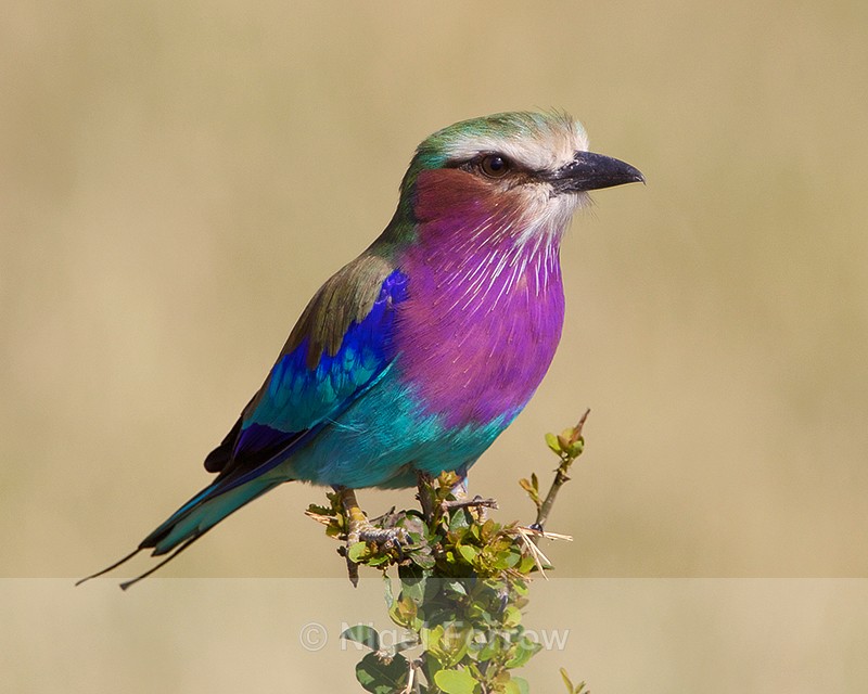 Lilac-breasted Roller perched on top of a bush - Lilac-breasted Roller