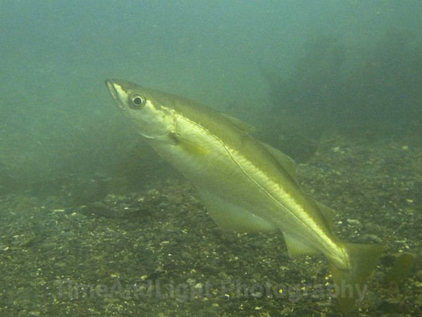 Pollack - Cornish Marine Life