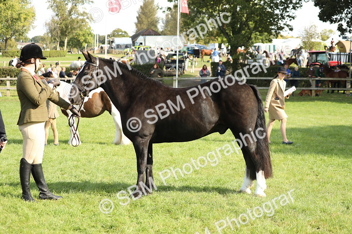 SBM_62334 - S45 - Mini Show Cob In Hand