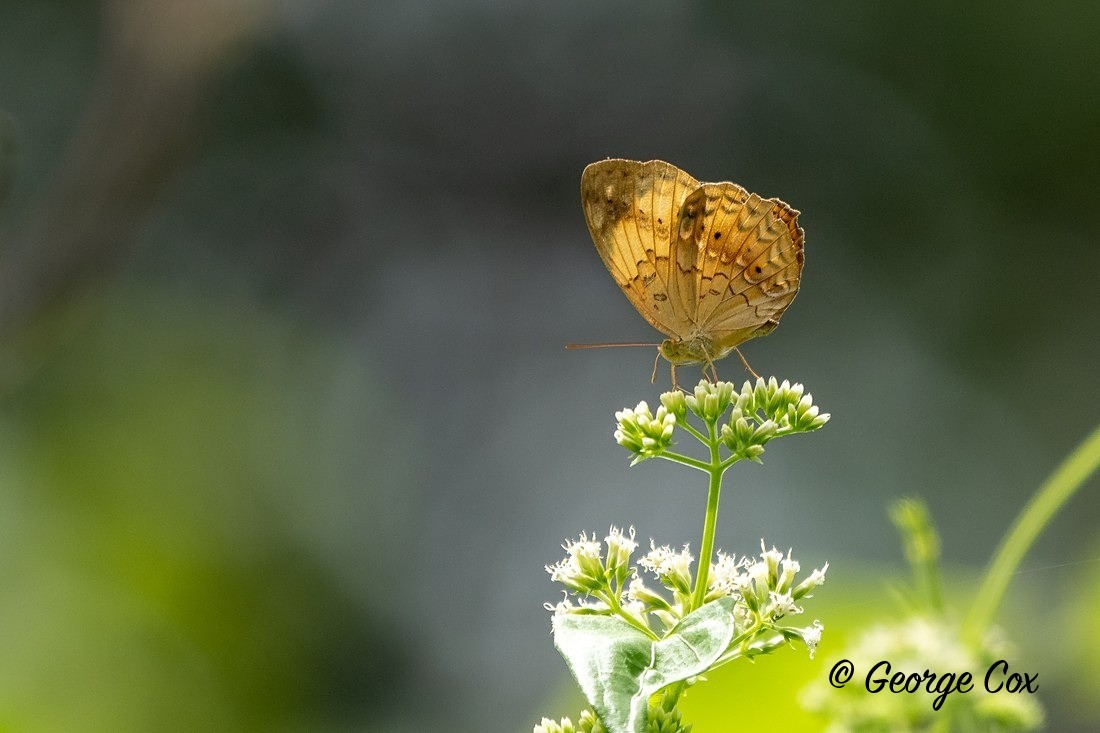 Rustic - Sri Lanka