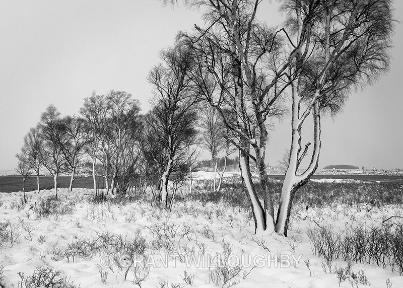 Rannoch Birches Horiz - Horizontal