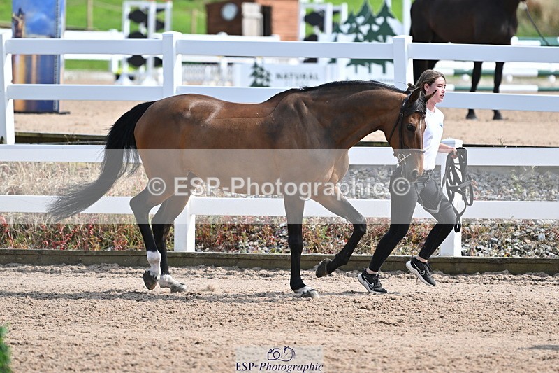 240717A-160241-03284 - Trot Up 4pm to 5pm