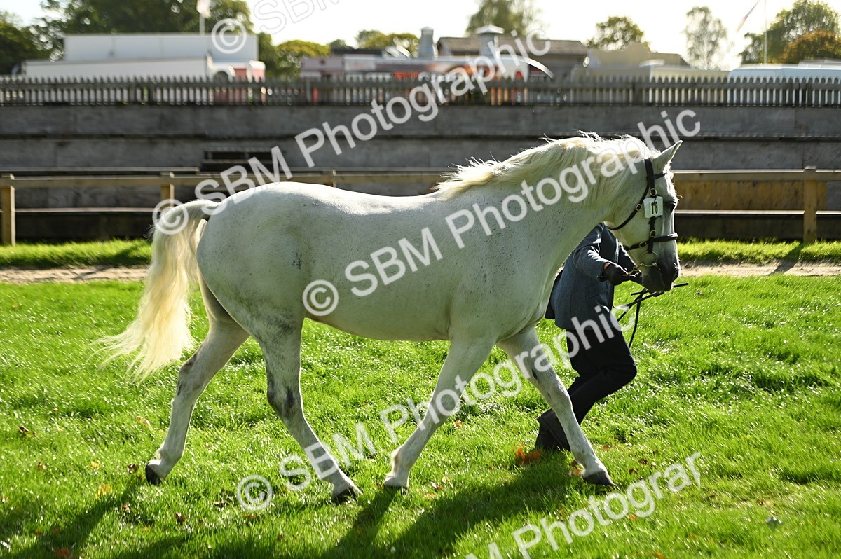 SBM_15917 - S1 - TSR in Hand Horse & Pony Showing
