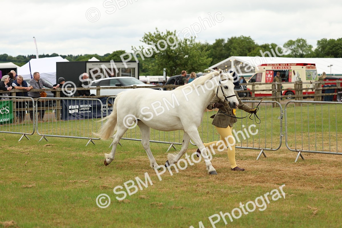 SBM_04258 - Class 64-67 - Shetland Pony In Hand