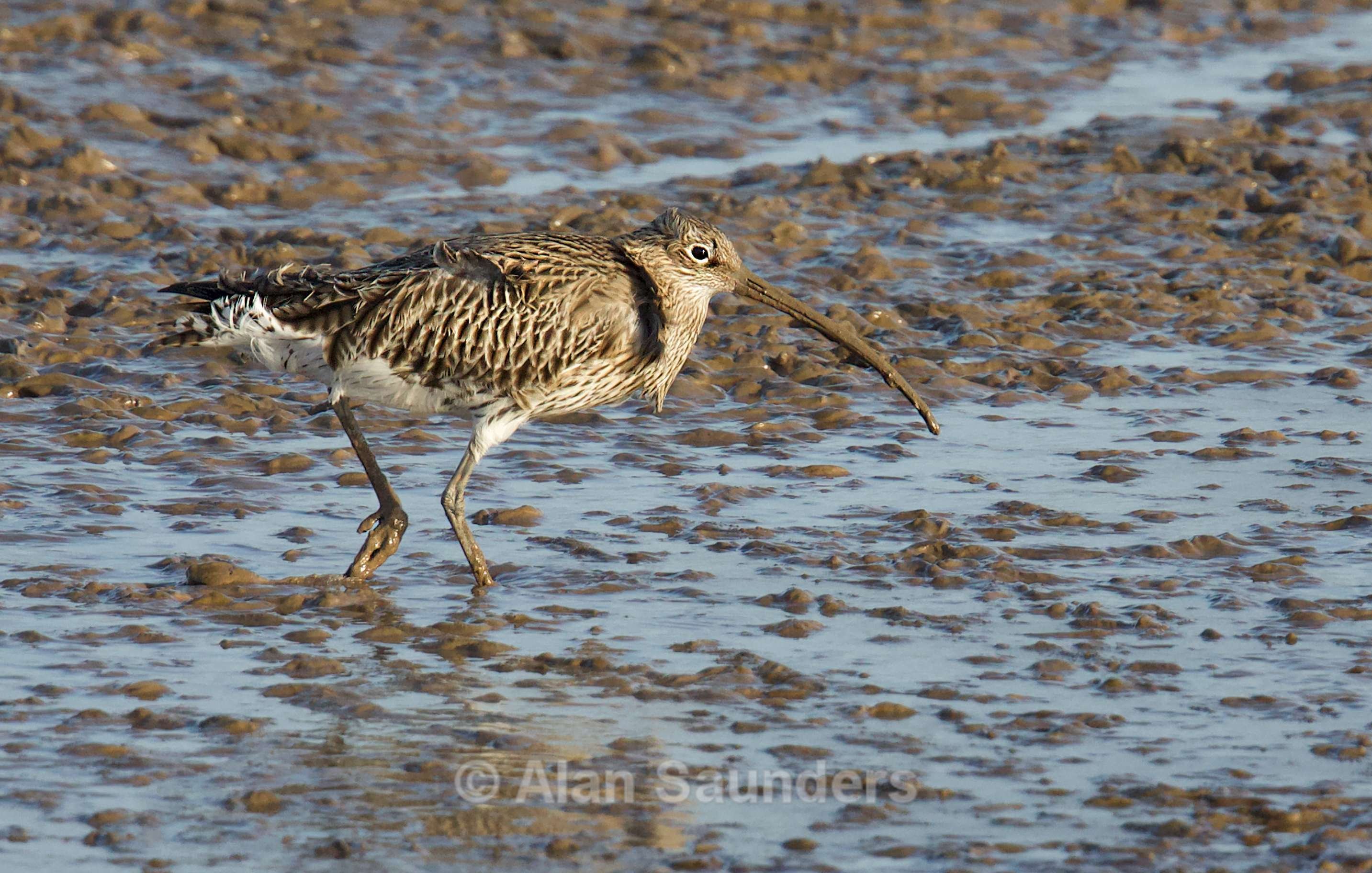 Eurasian Curlew 12