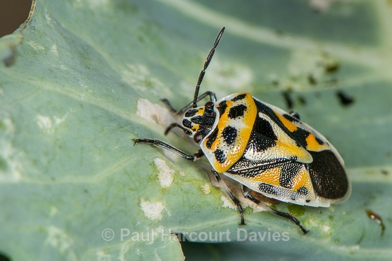  - Bugs: Macro insects
