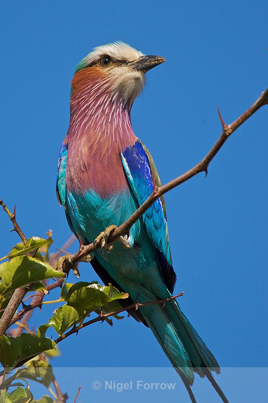 Lilac-breasted Roller perched on a branch - Lilac-breasted Roller