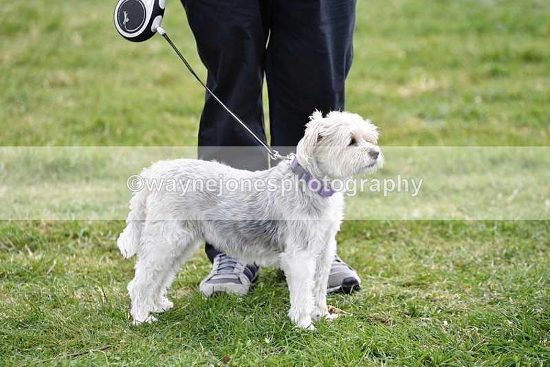 WJ5_0175 - Class 5 Best Veteran / 7 years & over